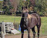 liver-chestnut-rear-white-socks-horse