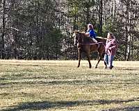 liver-chestnut-driving-kid-safe-horse