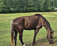 driving-kid-safe-morgan-horse