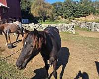 black-star-horse