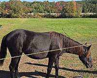 star-horse