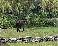project-rescue-quarter-horse