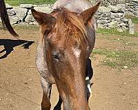 red-roan-rescue-stallion-horse