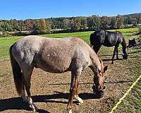 rescue-stallion-colt
