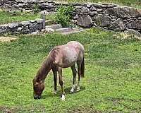 rescue-stallion-horse