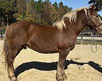 sorrel-draft-gelding