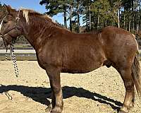 sorrel-gelding-for-sale