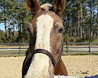 15-hand-draft-gelding