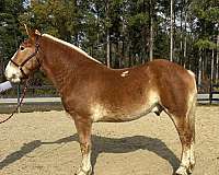 sorrel-gelding-for-sale