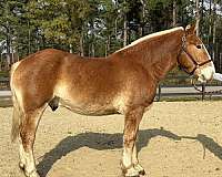 sorrel-belgian-gelding