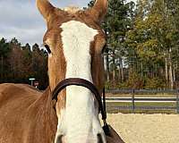 16-hand-belgian-gelding