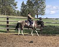 tobiano-horse