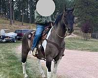 grulla-tobiano-horse