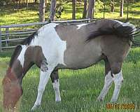 grulla-paint-horse