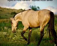 brazilian-marchador-horse