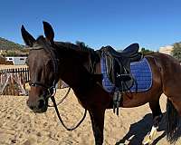 buckskin-marchador-horse