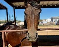 tobiano-marchador-horse