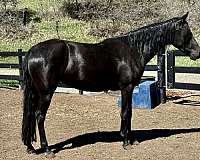 black-marchador-unborn-foal