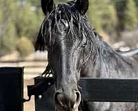 black-unborn-foal-for-sale