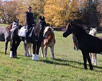 all-around-friesian-horse
