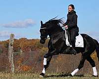 athletic-friesian-horse