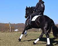 beginner-friesian-horse
