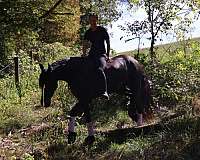 breeding-friesian-horse