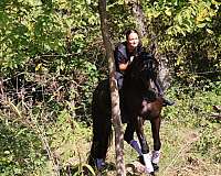 dressage-friesian-horse