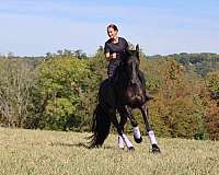 driving-friesian-horse