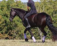 english-pleasure-friesian-horse