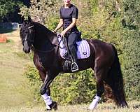 futurity-eligible-friesian-horse