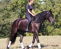 husband-safe-friesian-horse