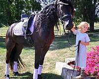 performance-friesian-horse