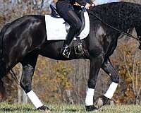 pleasure-driving-friesian-horse