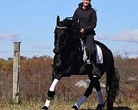 ridden-english-friesian-horse