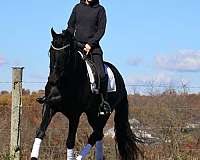 longe-line-friesian-horse