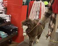 miniature-pony-filly