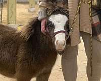 chocolate-blaze-pony
