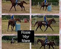 chestnut-missouri-fox-trotter-mare
