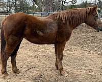 chestnut-mare-for-sale