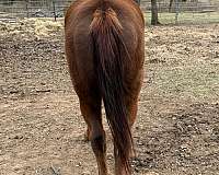 13-hand-missouri-fox-trotter-mare