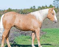 athletic-pony