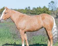flashy-pony