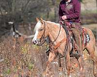 trail-pony