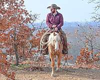 western-riding-pony