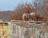 working-cattle-pony