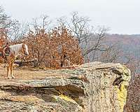 trail-riding-pony