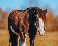 athletic-pony