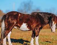 flashy-pony