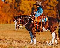 show-pony